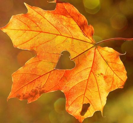 Herbstlaub